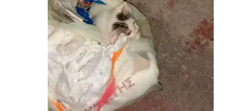 Ιτέα: Πέταξαν γατάκι σε δεμένη σακούλα στα σκουπίδια - Αδιανόητο περιστατικό (ΒΙΝΤΕΟ)