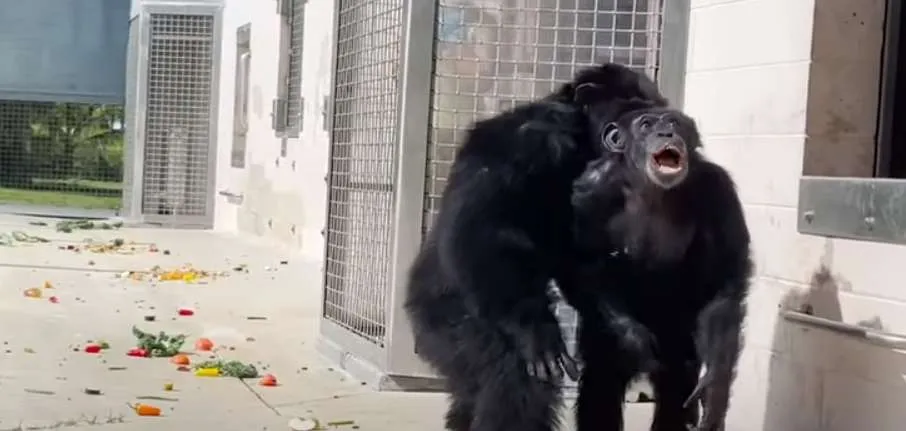 Χιμπατζής είδε πρώτη φορά τον ουρανό και η αντίδρασή του έγινε viral