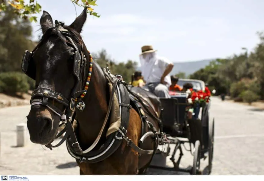 Κέρκυρα: Ελεύθερος με περιοριστικούς όρους για τον θάνατο του αλόγου ο αμαξάς