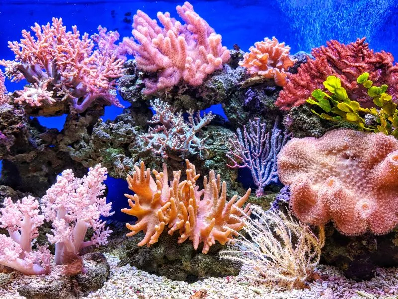Φλόριντα: Οι υψηλές θερμοκρασίες στη θάλασσα απειλούν άμεσα τους κοραλλιογενείς υφάλους