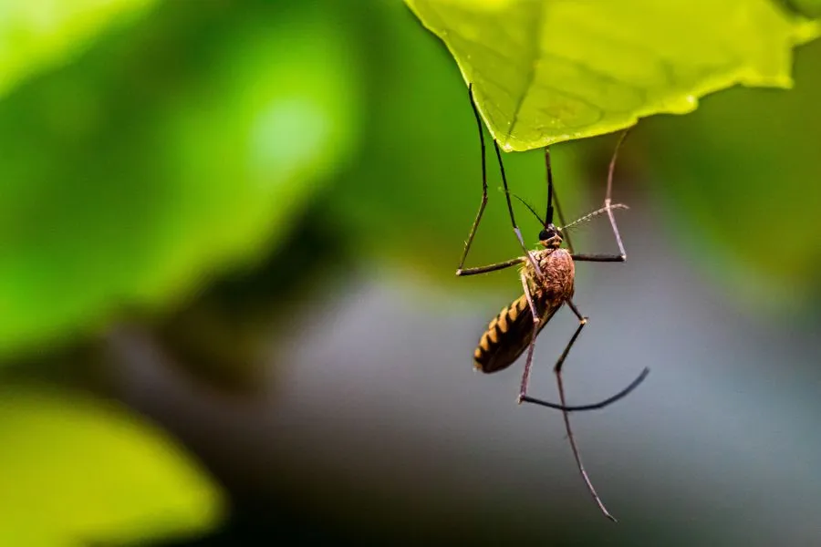 Ποιους τσιμπούν περισσότερο τα κουνούπια - Πώς να προστατευθείς