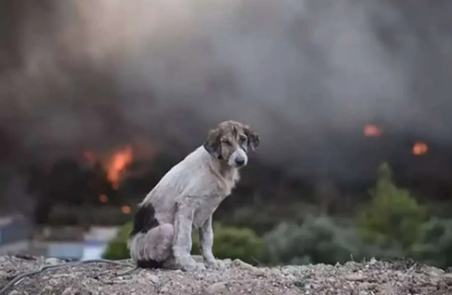 «Ο σκύλος ανάμεσα στις φλόγες»: H συγκλονιστική εικόνα που κάνει τον γύρο του διαδικτύου