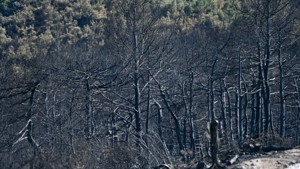 Γιατί το δάσος της Δαδιάς που τυλίχτηκε στις φλόγες δεν είναι «απλά ένα δάσος»