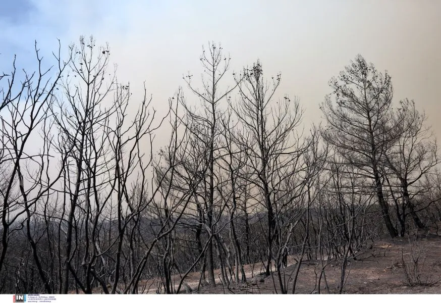 Φωτιά στον Έβρο: Οι εικόνες από την καταστροφή στο δάσος της Δαδιάς - Το πριν και το μετά της μεγάλης πυρκαγιάς