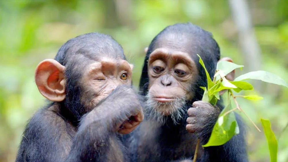 Το πιο φιλόδοξο σχέδιο στον κόσμο - Οι Χιμπατζήδες του Κονγκό που διέσωσε η Τζέιν Γκούντολ
