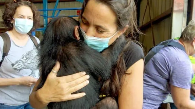 Οι Χιμπατζήδες του Κονγκό που διέσωσε η Τζέιν Γκούντολ