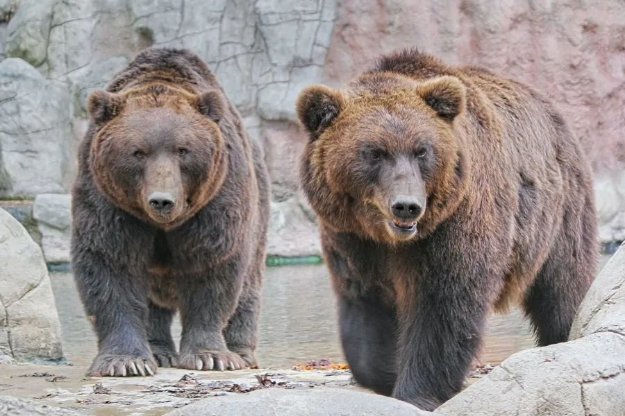 «Μου ήπιε όλο το ουίσκι»: Αντιμέτωποι με αρκούδες - εισβολείς οι κάτοικοι της Ρουμανίας