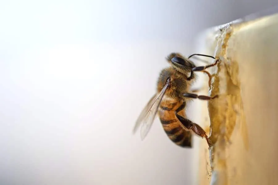 Τορόντο: 5 εκ. μέλισσες «απέδρασαν» από φορτηγό