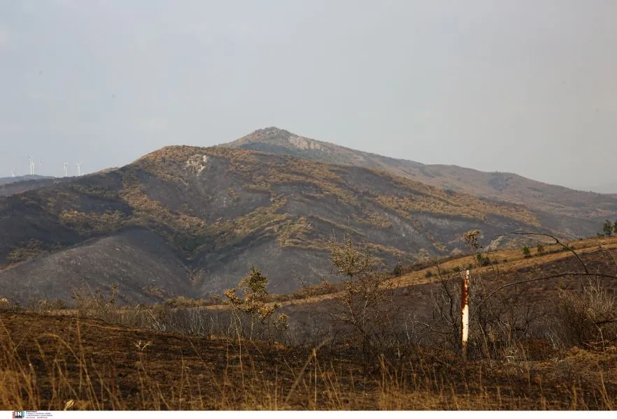 WWF: Πρώτη οικολογική αποτίμηση των πυρκαγιών