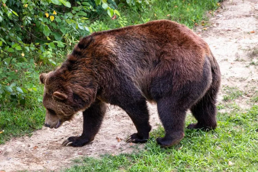 Φλώρινα: Λαθροκυνηγός σκότωσε μικρή αρκούδα