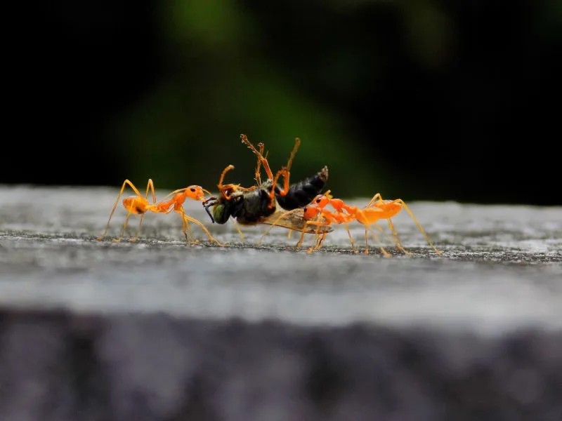 Ιταλία: «Καμπανάκι»  για τις αποικίες κόκκινων μυρμηγκιών