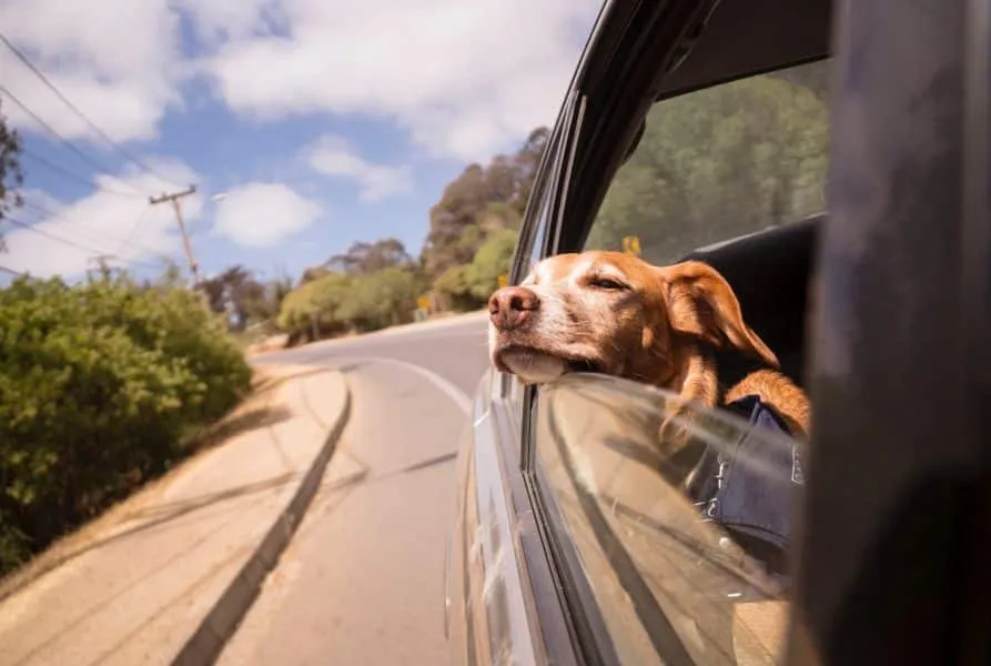 Σλοβακία: Σκύλος ήταν στο τιμόνι αυτοκίνητου εν κινήσει