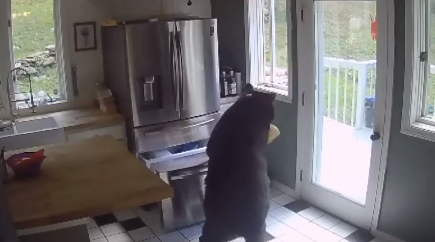 Κονέκτικατ: Αρκούδα μπήκε σε σπίτι, άνοιξε το ψυγείο και πήρε τα λαζάνια