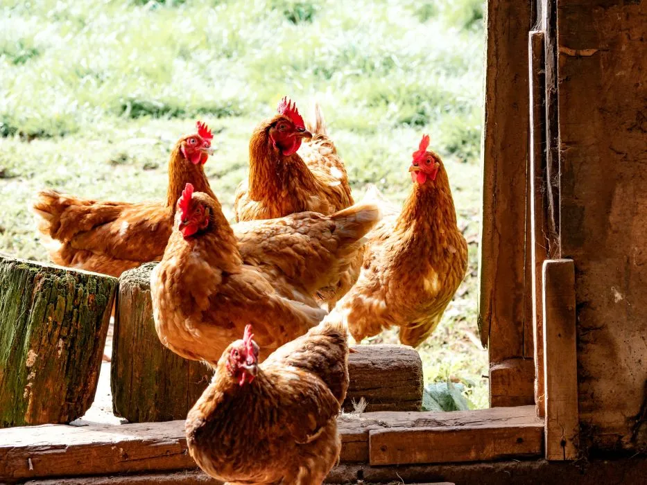 Εστίες γρίπης των πτηνών στα Βαλκάνια - Κίνδυνος επανεμφάνισης της νόσου στη χώρα μας