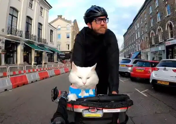 Λονδίνο: Τροχαίο για τη γάτα που έγινε viral (BINTEO)
