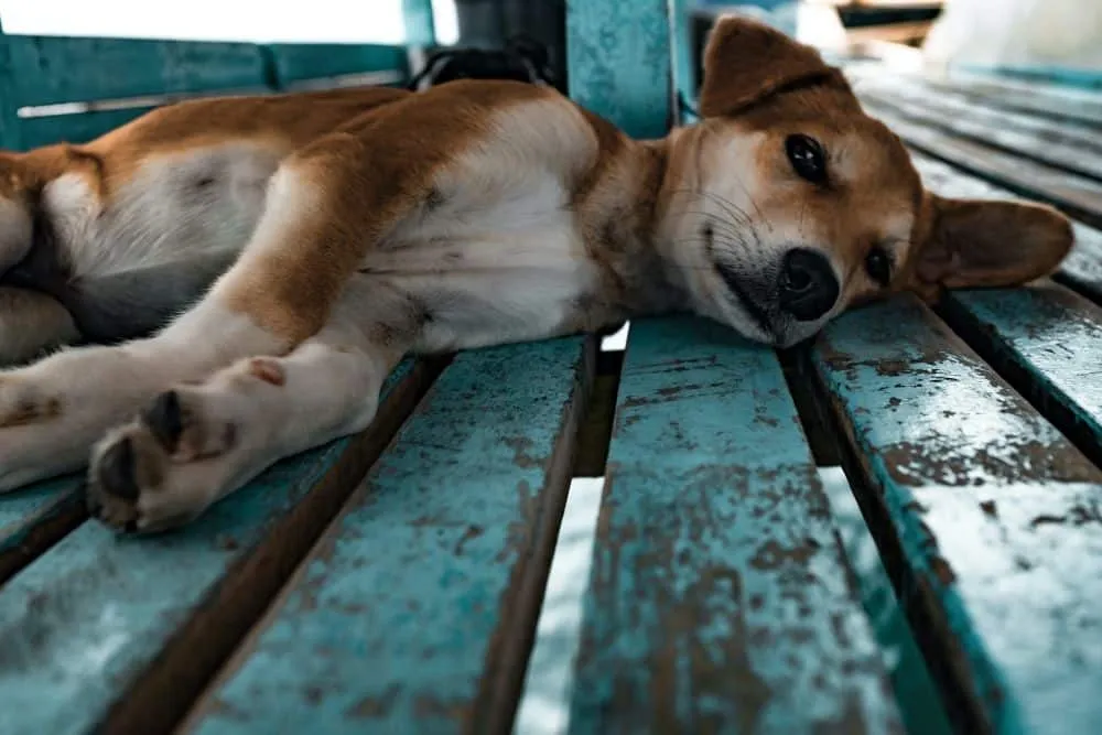 Παρέμβαση της Εισαγγελίας για τον άγριο βασανισμό σκύλου στην Αράχωβα