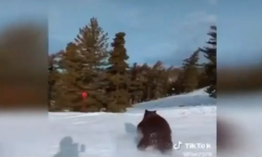 Καλιφόρνια: Αρκούδα περνά σε απόσταση «αναπνοής» μπροστά από σκιέρ και γίνεται viral