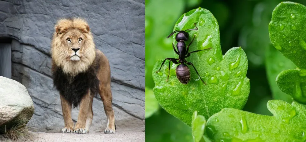 Ο βασιλιάς των ζώων απειλείται από έναν αναπάντεχο εχθρό: Το μυρμήγκι