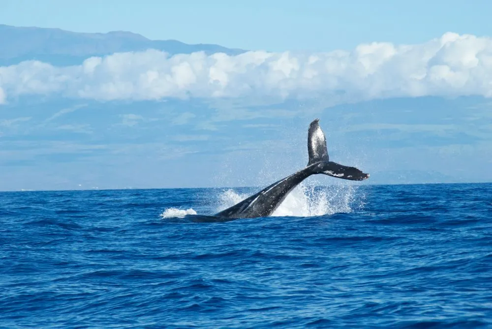 Γκρίζα φάλαινα εμφανίστηκε στον Ατλαντικό μετά από 200 χρόνια