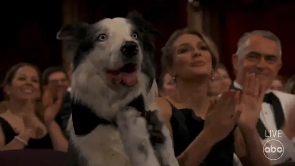 Όσκαρ 2024: Ποιος είναι ο viral σκύλος που «έκλεψε» την παράσταση;