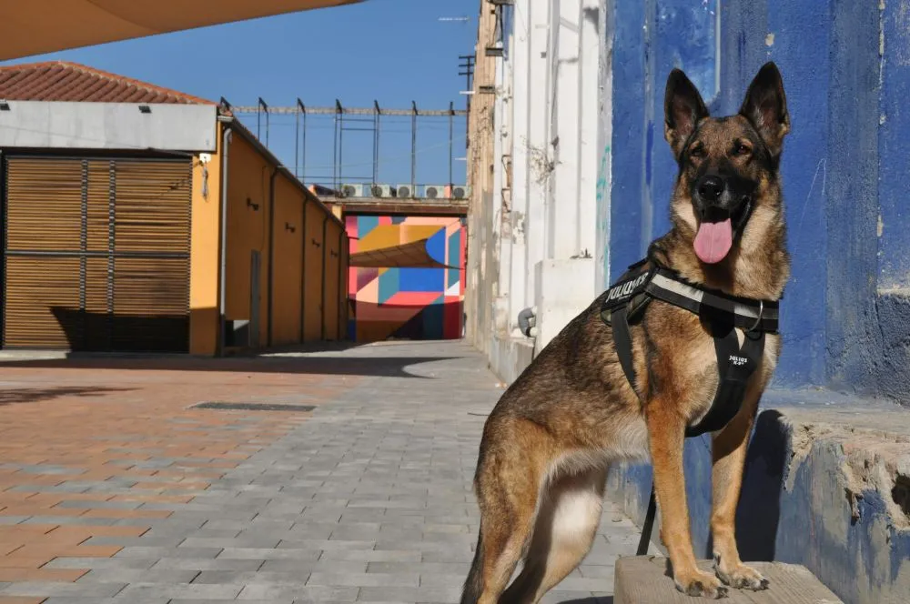 Ηγουμενίτσα: Σκύλος του Λιμενικού εντόπισε 225 κιλά υδροπονικής κάνναβης