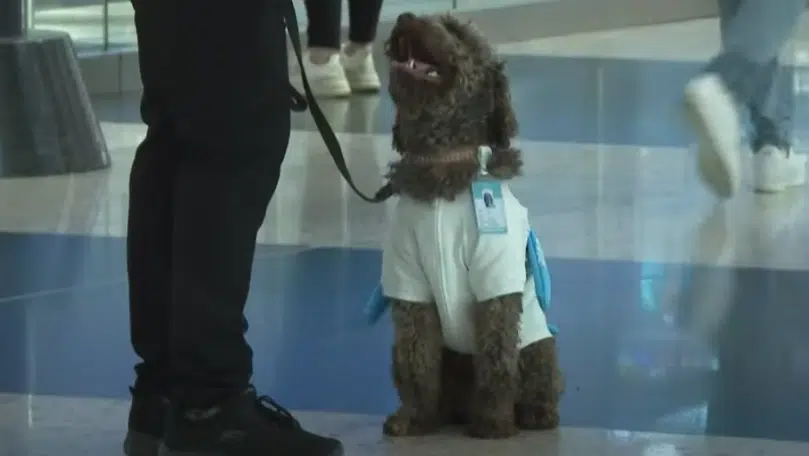 Αεροδρόμιο Κωνσταντινούπολης: Προσέλαβαν πέντε σκύλους θεραπείας για ταξιδιώτες με άγχος