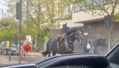 Λονδίνο: Άλογα καλπάζουν ανεξέλεγκτα στους δρόμους - Τουλάχιστον τέσσερις οι τραυματίες (ΒΙΝΤΕΟ)
