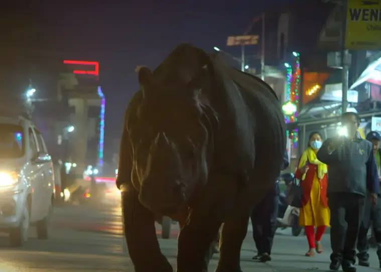 Νεπάλ: Ένας ρινόκερος κάνει χαλαρή βόλτα στους δρόμους της πόλης
