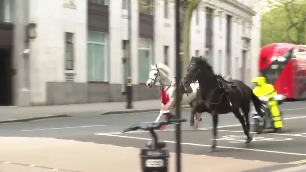 Λονδίνο: Σε σοβαρή κατάσταση δύο από τα πέντε άλογα που κάλπαζαν στους δρόμους